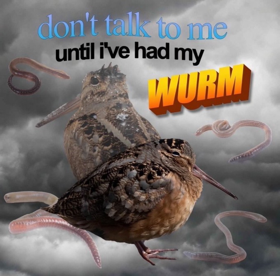 bird with worm